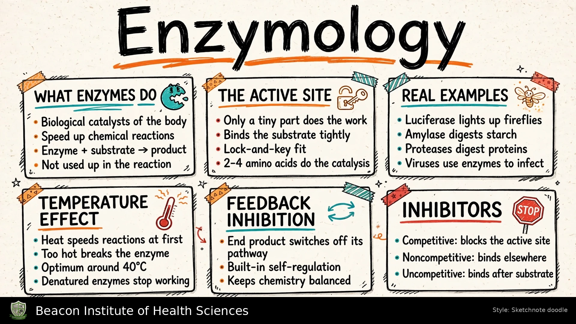 Enzymology infographic showing enzyme action, active sites, temperature effects, feedback inhibition and inhibitors with original Beacon Institute branding.