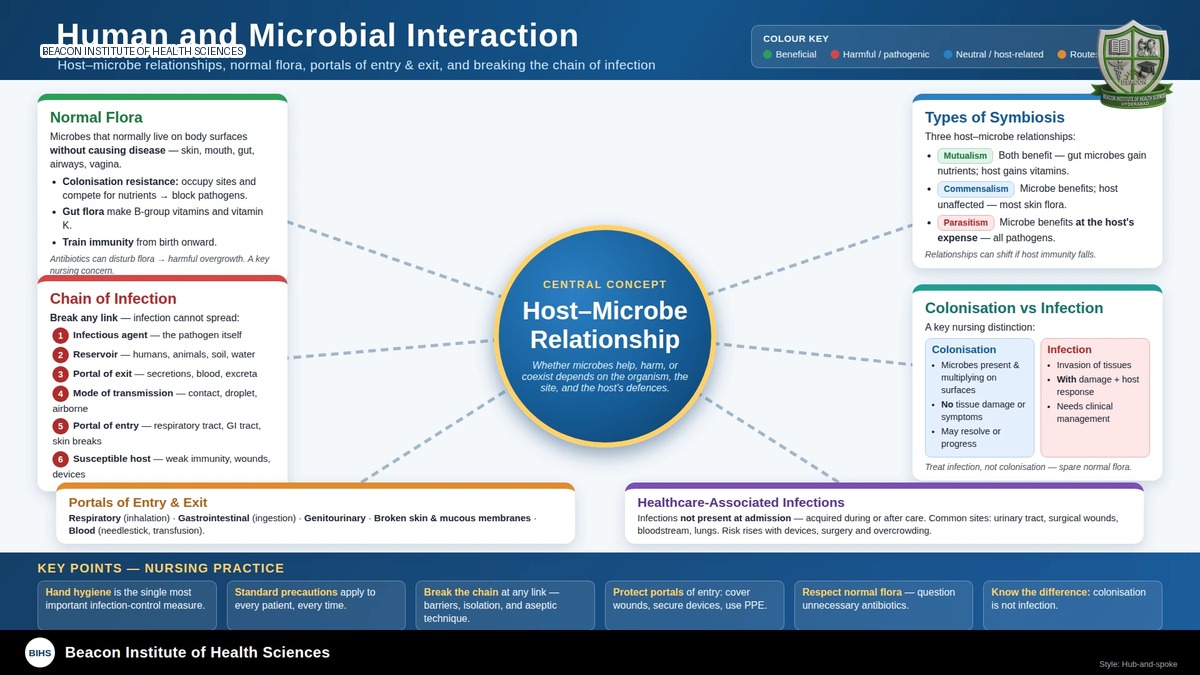 Human and microbial interaction infographic showing microbiota, symbiosis, colonization and the chain of infection