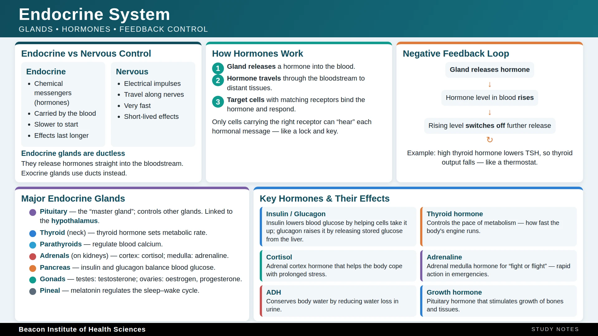 Endocrine System Infographic