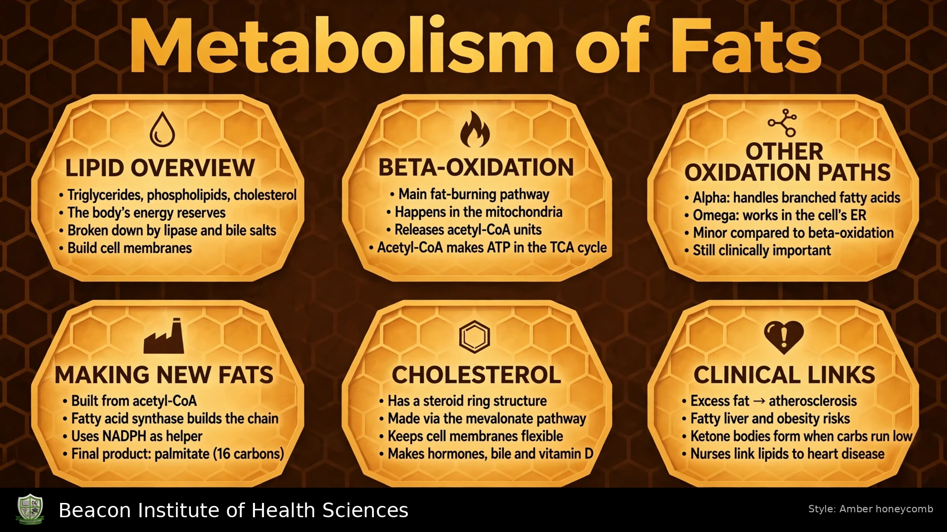 Metabolism of Fats infographic illustrating lipid digestion, transport, fatty acid oxidation and ketone bodies