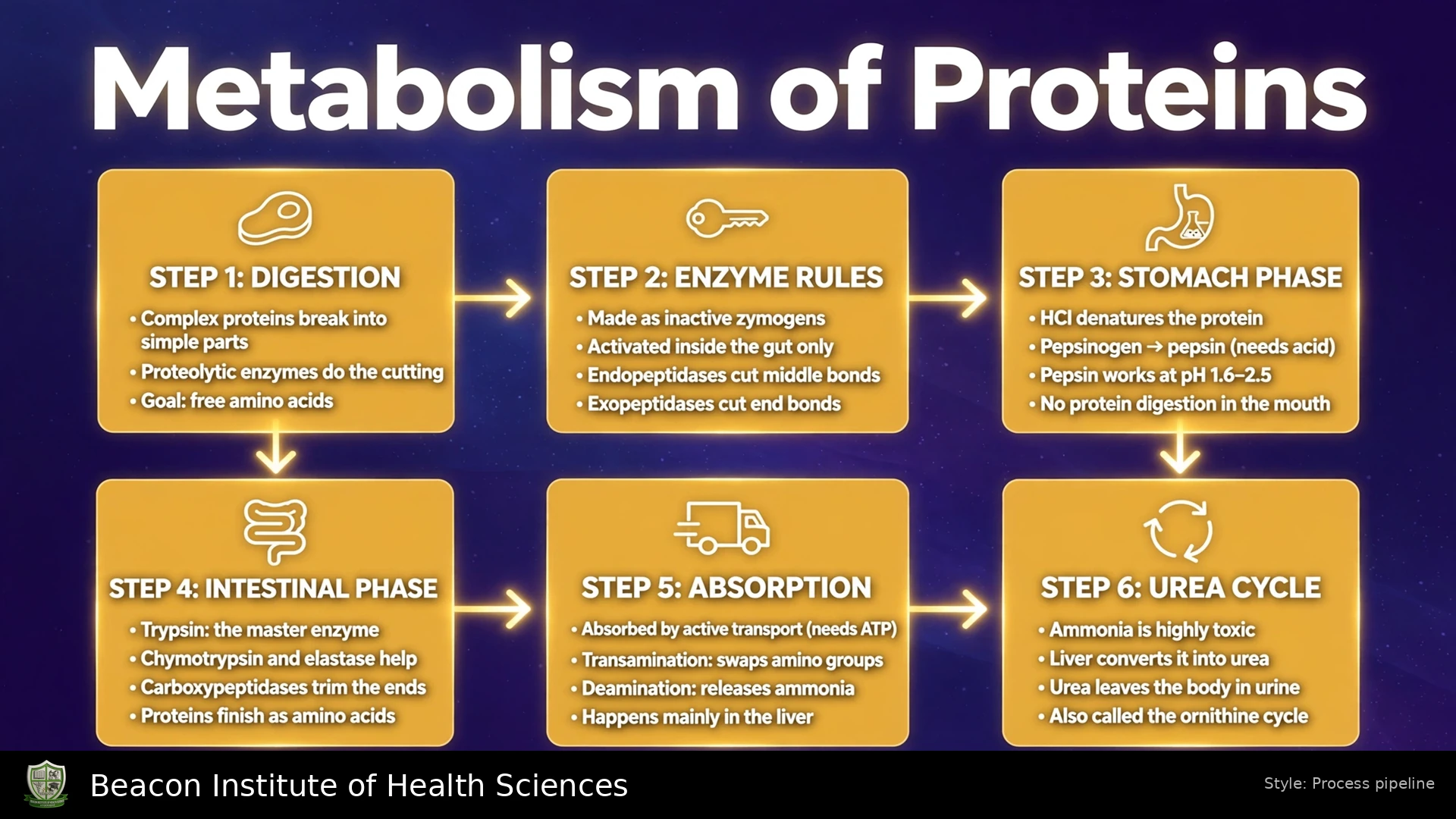 Metabolism of proteins infographic showing amino acid metabolism and nitrogen disposal