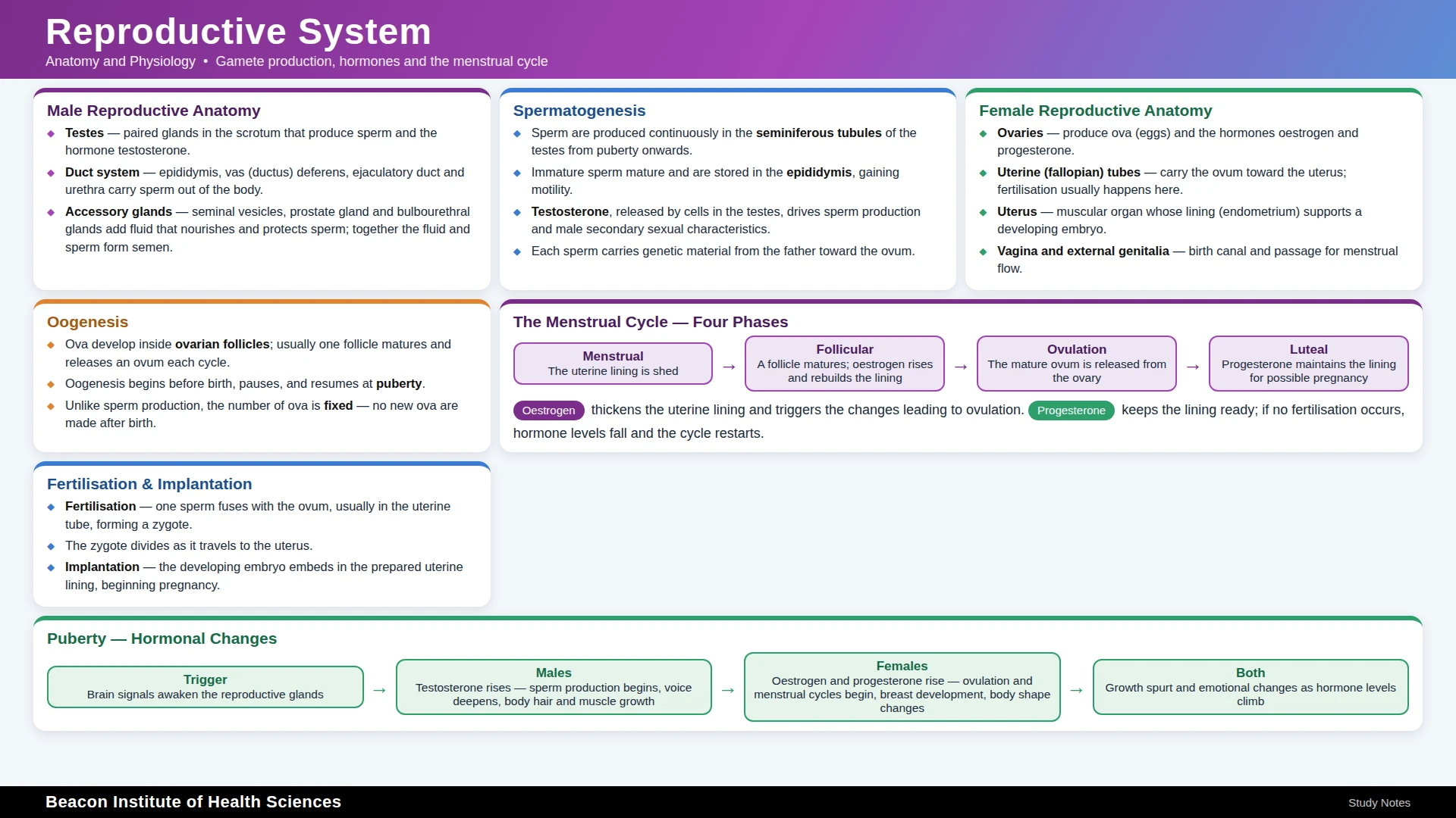 Reproductive System Infographic