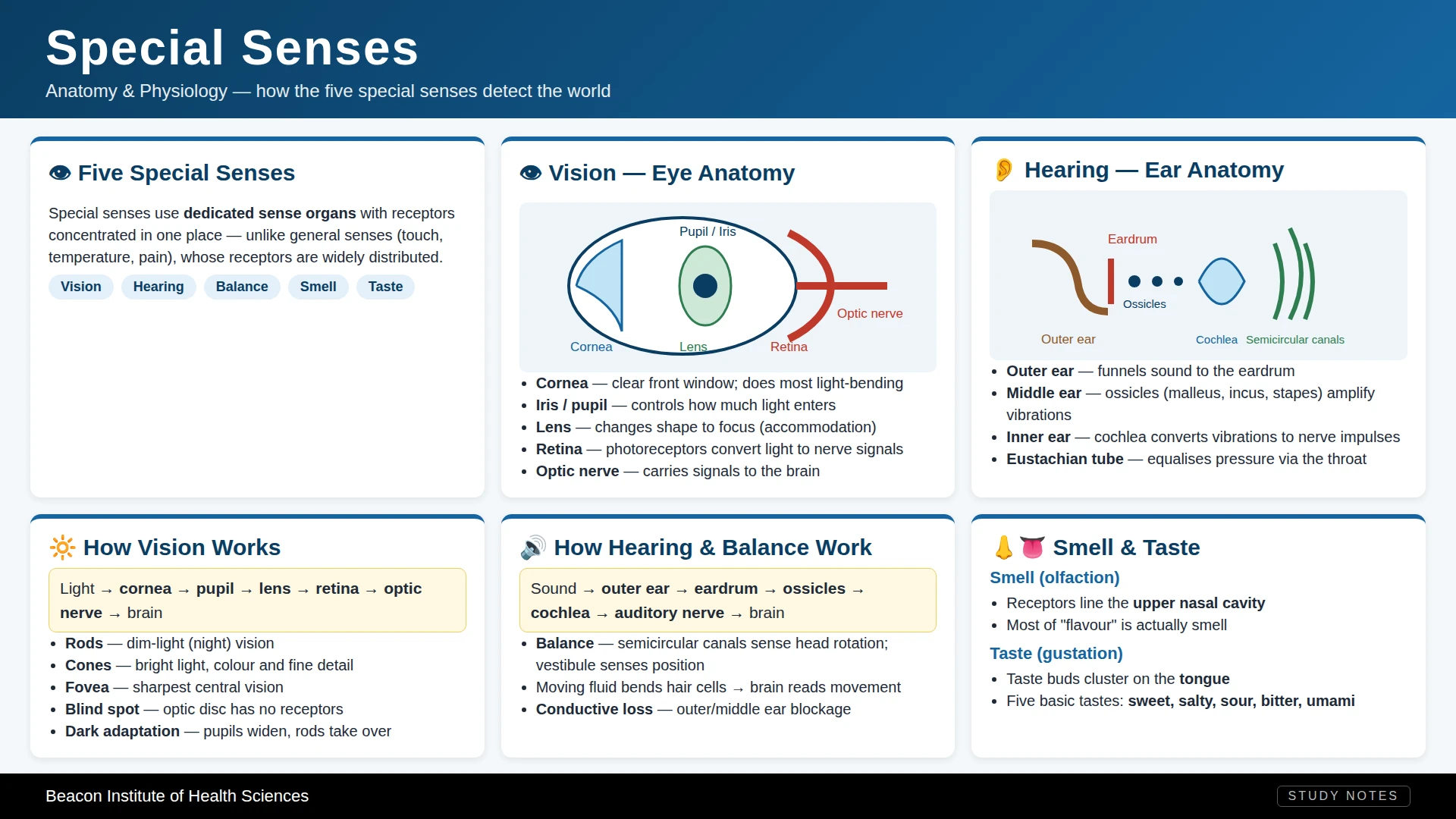 Special Senses Infographic