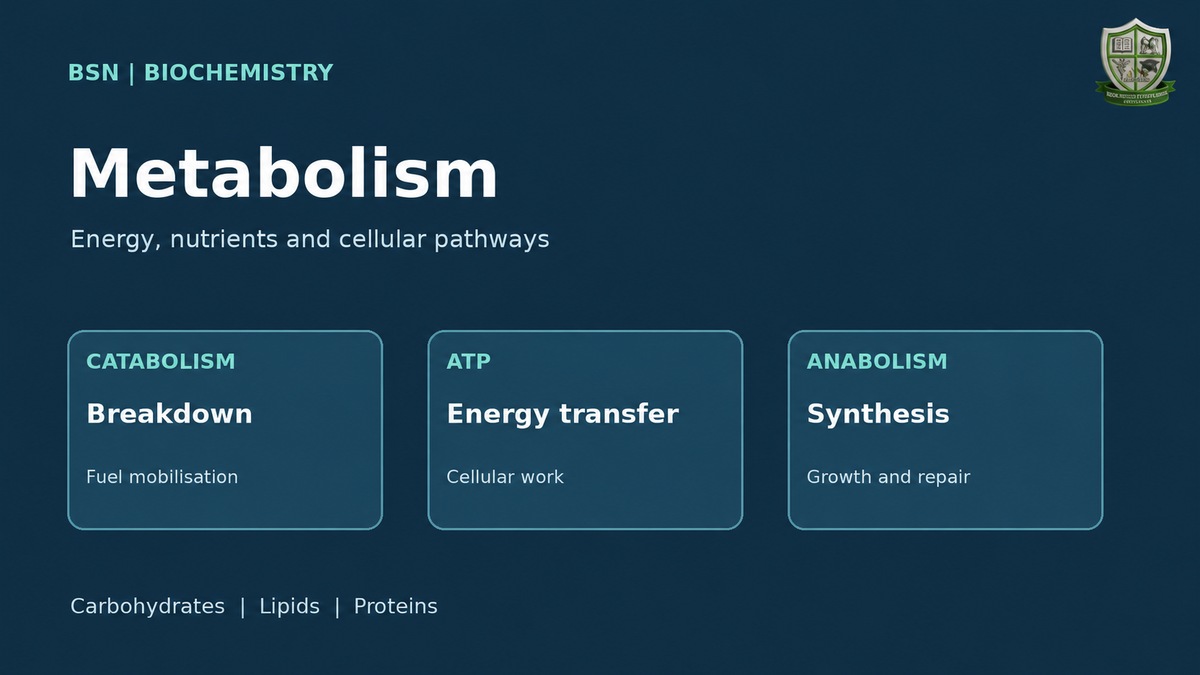 Metabolism for BSN nursing: catabolism, ATP energy transfer and anabolism